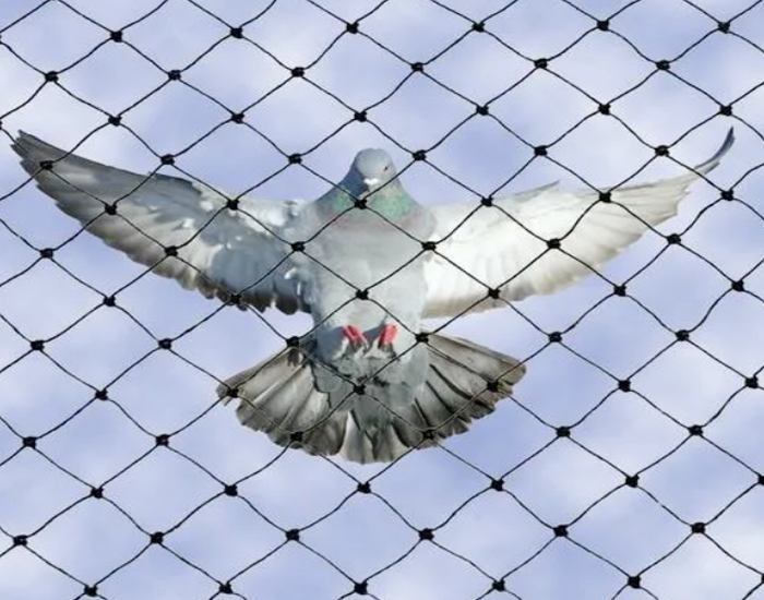 Pigeon Net